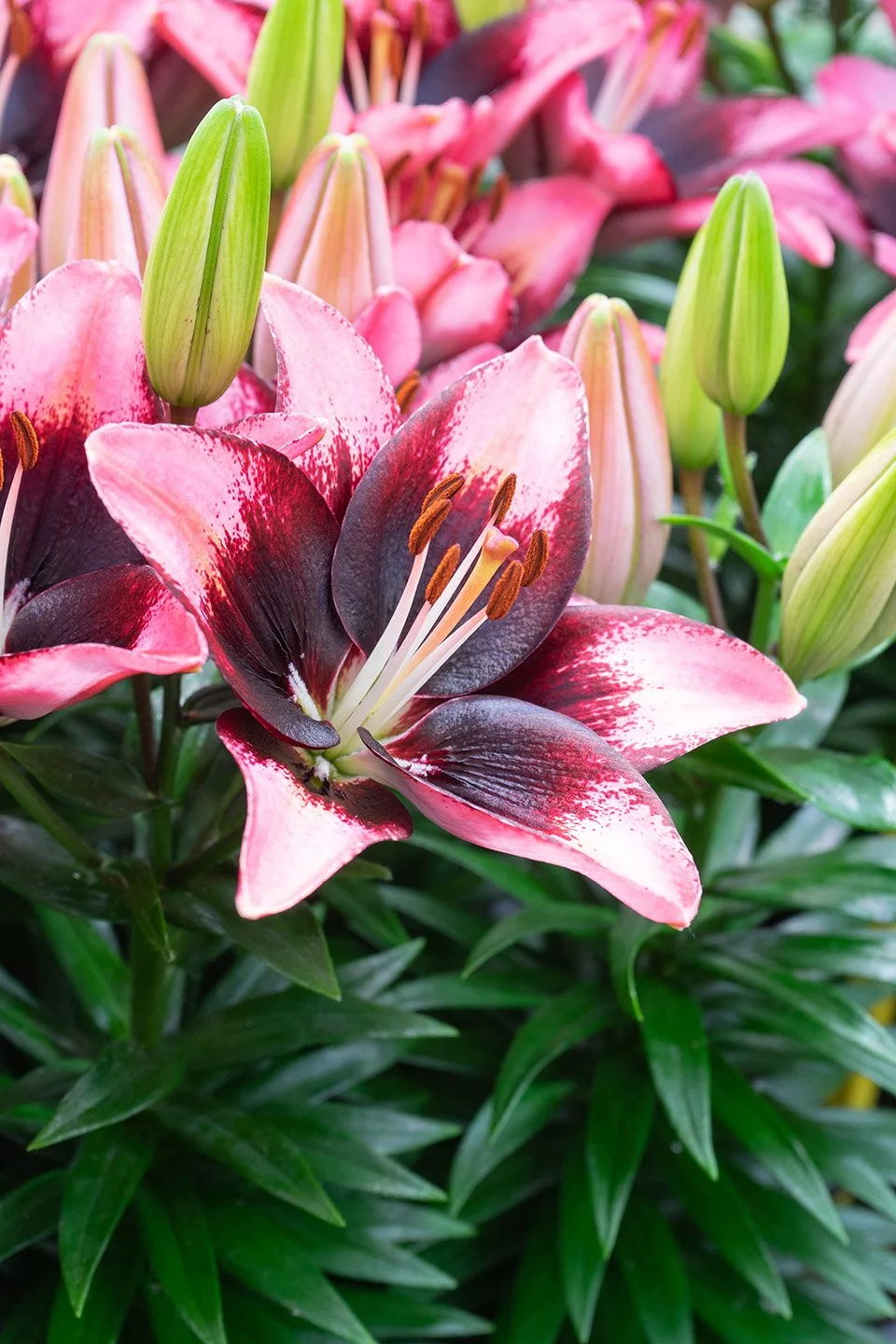 Lilium 'Casa Blanca' - Omnia Botanica